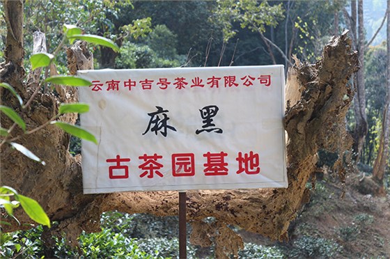 中吉號(hào)麻黑自有古茶園基地1