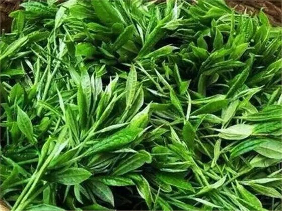 中吉號(hào) 中吉號(hào)