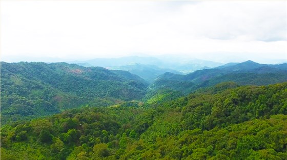 為什么喜歡喝普洱茶
