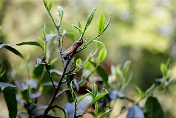 春茶與秋茶的區(qū)別