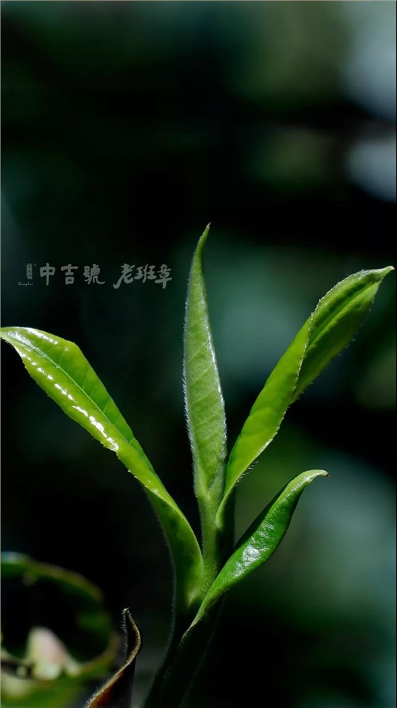 老班章茶芽大賽