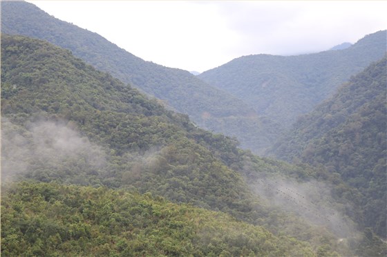普洱古樹(shù)茶