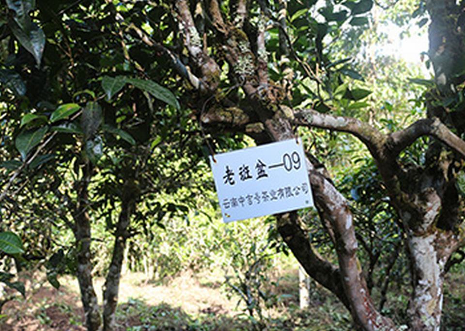 中吉號(hào)老班盆自有古茶園（一）