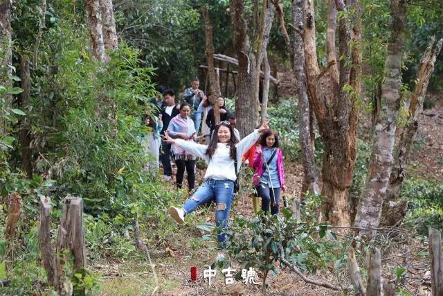 中吉號云南茶山行