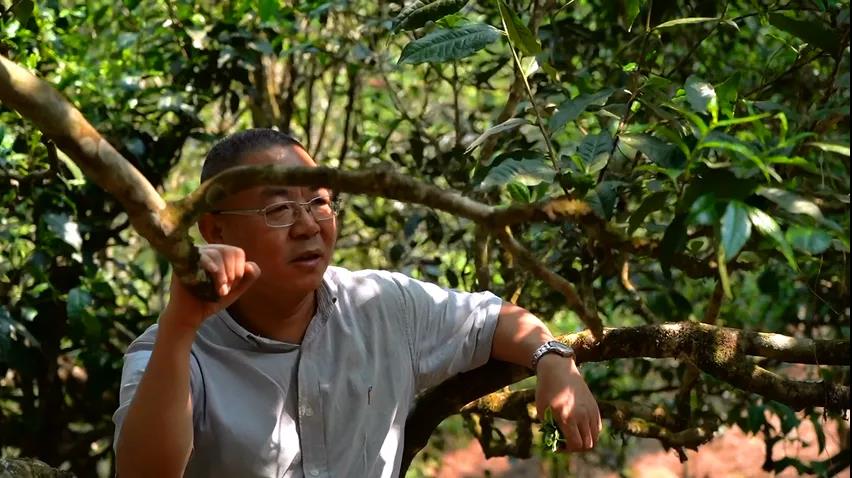 中吉號老班章普洱茶