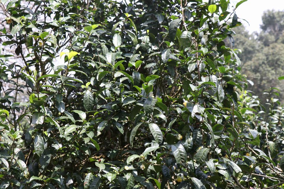 中吉號(hào)茶業(yè)