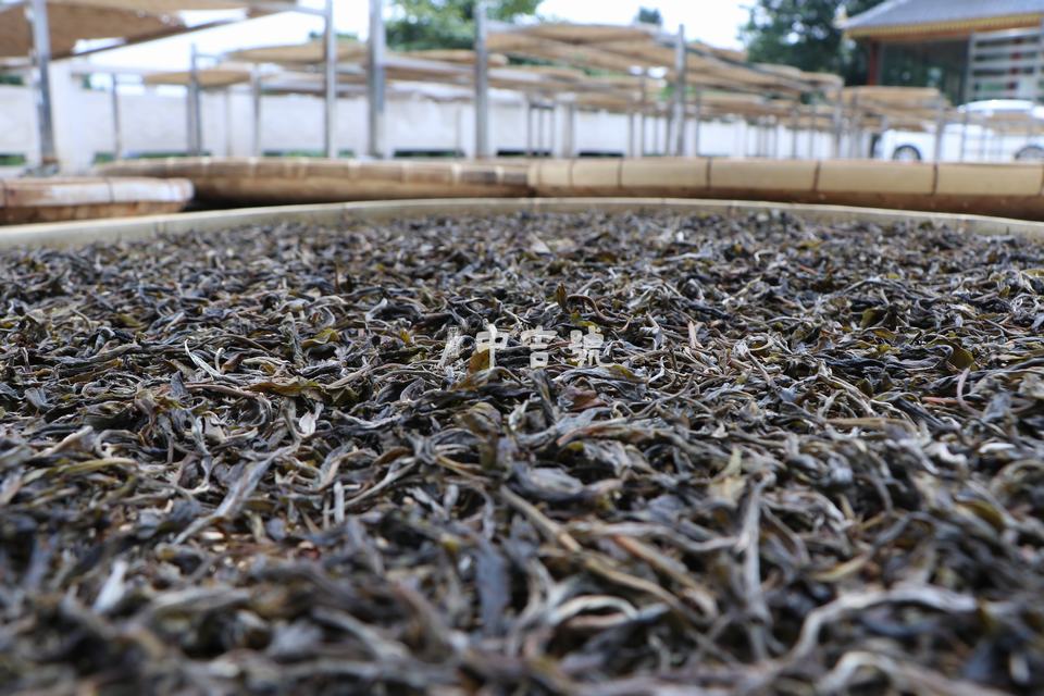 云南普洱茶