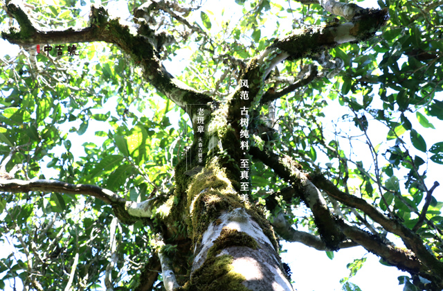 中吉號老班章古茶樹